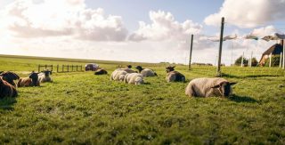 Hallig Hooge