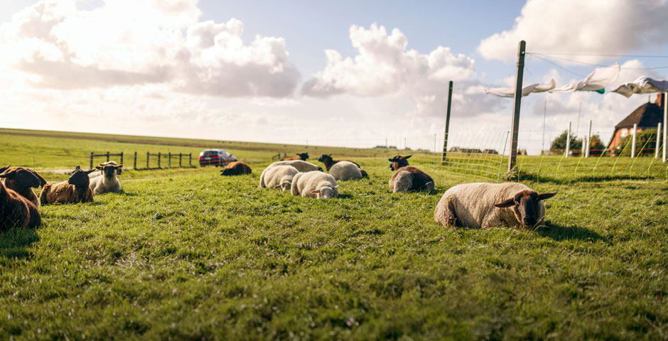 Hallig Hooge