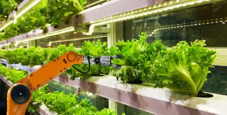 Salat von Robotern geerntet