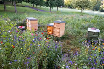 Bienenstöcke auf Wiese