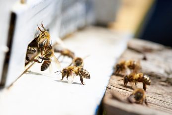 Bienen am Eingang des Bienenstocks