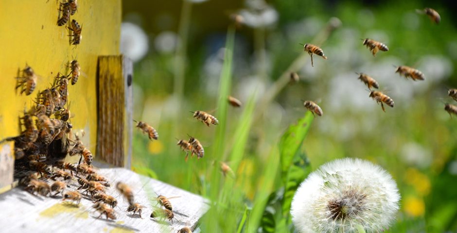 Bienenstock