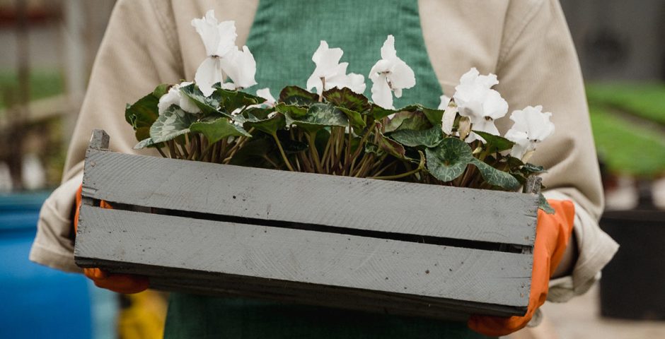 Gärtner trägt Blumen im Holzkasten