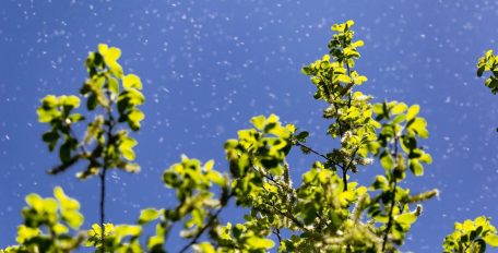 Pollenflug im Frühling – blühender Baum mit grünem Laub unter blauem Himmel, umgeben von fliegenden Pollenpartikeln in der Luft, Symbolbild für Heuschnupfen und Allergiezeit