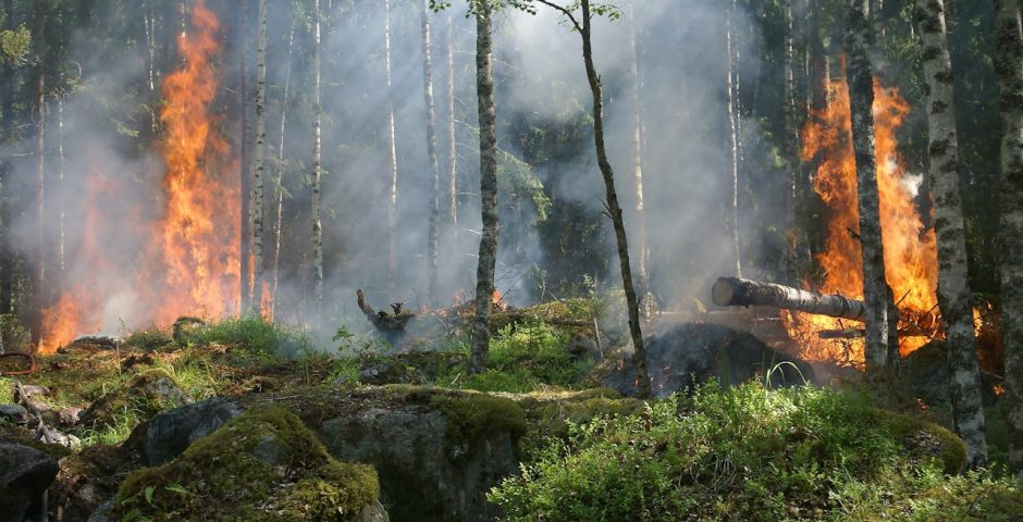 Foto eines Waldes, der brennt
