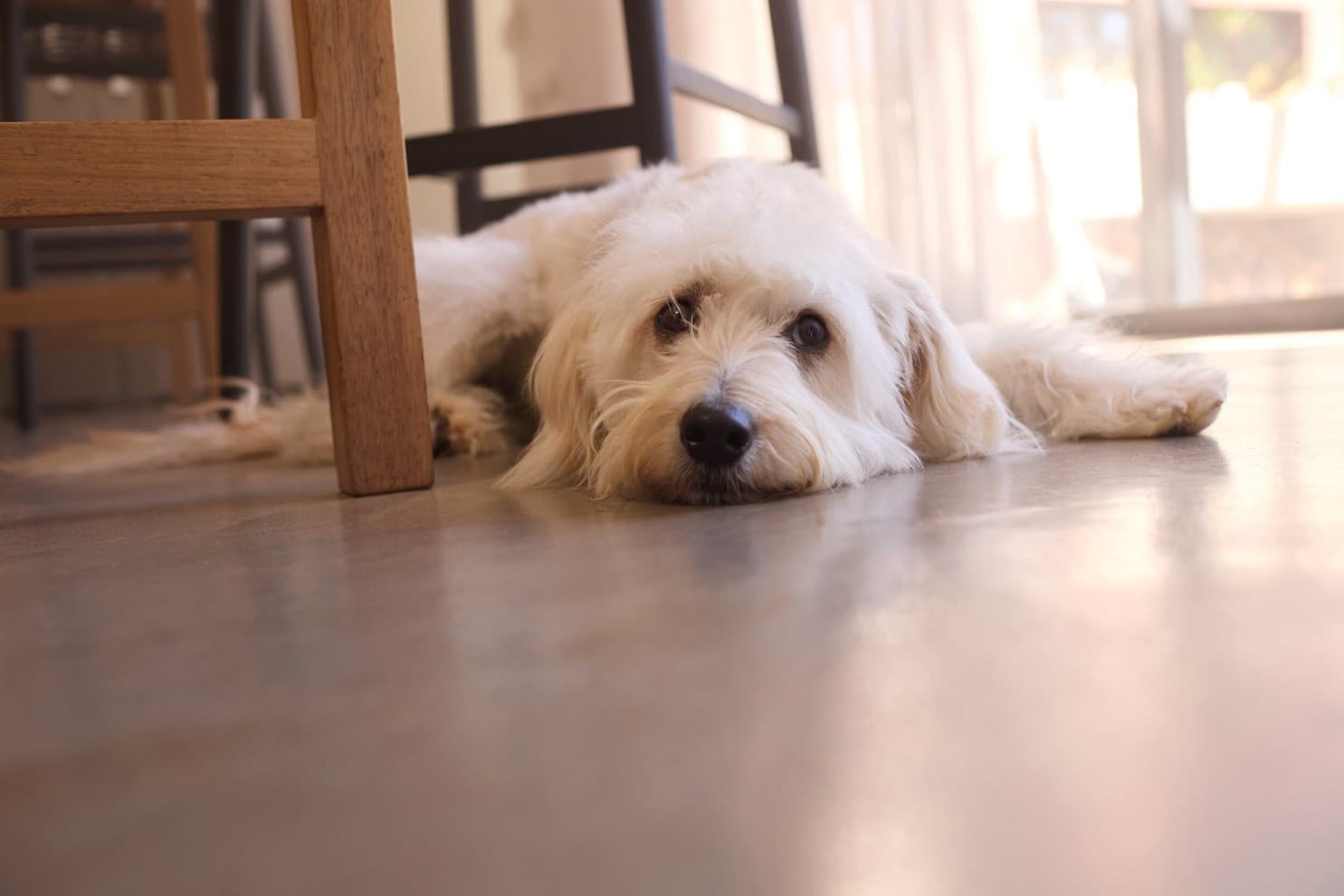Hund, der auf dem Boden liegt.