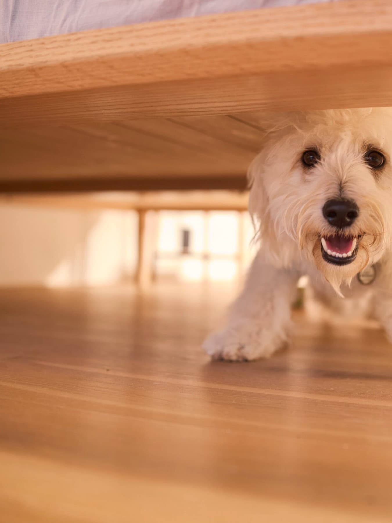 Ein kleiner Hund läuft auf einem Holzboden freudig auf die Kamera zu.