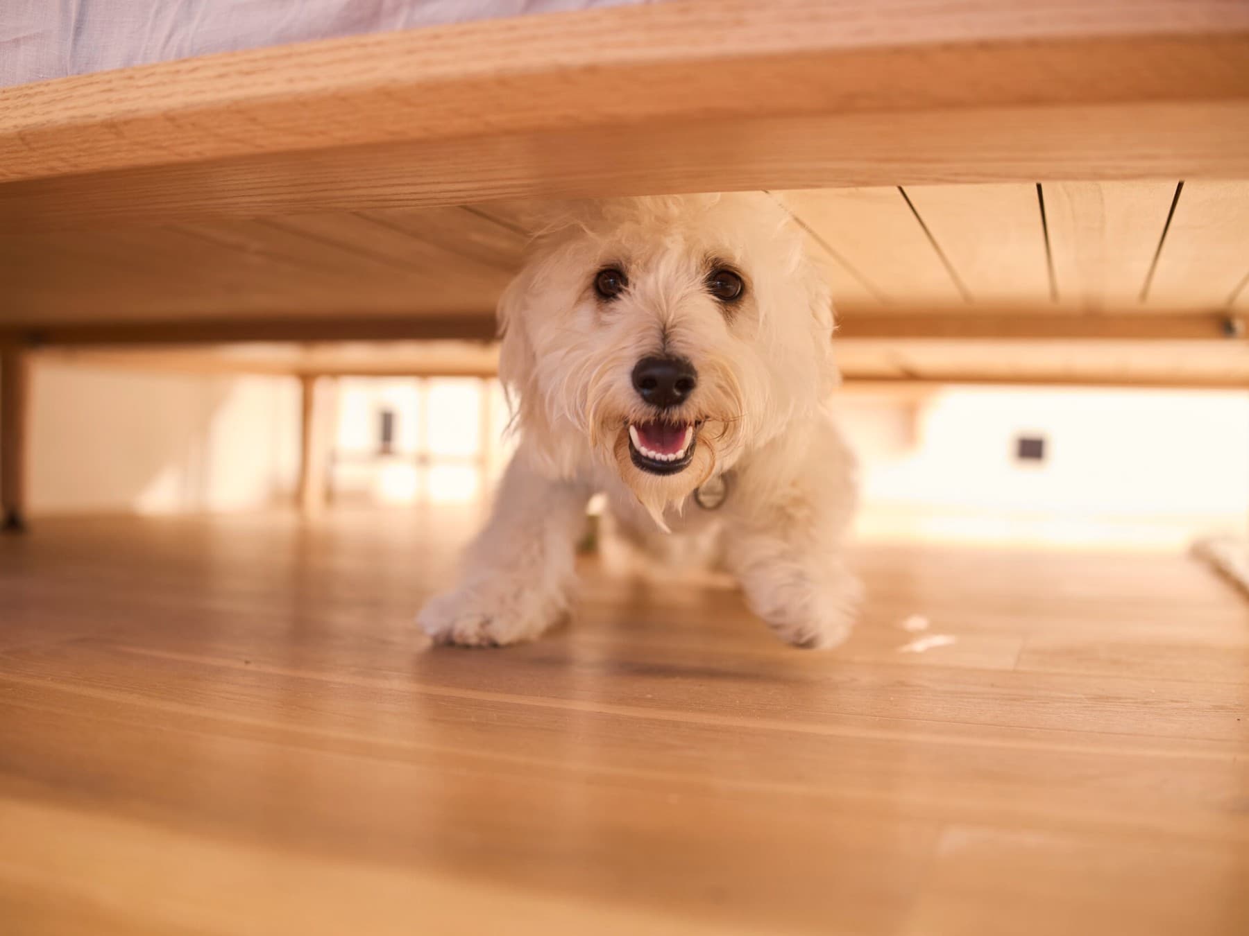 Ein kleiner Hund läuft auf einem Holzboden freudig auf die Kamera zu.