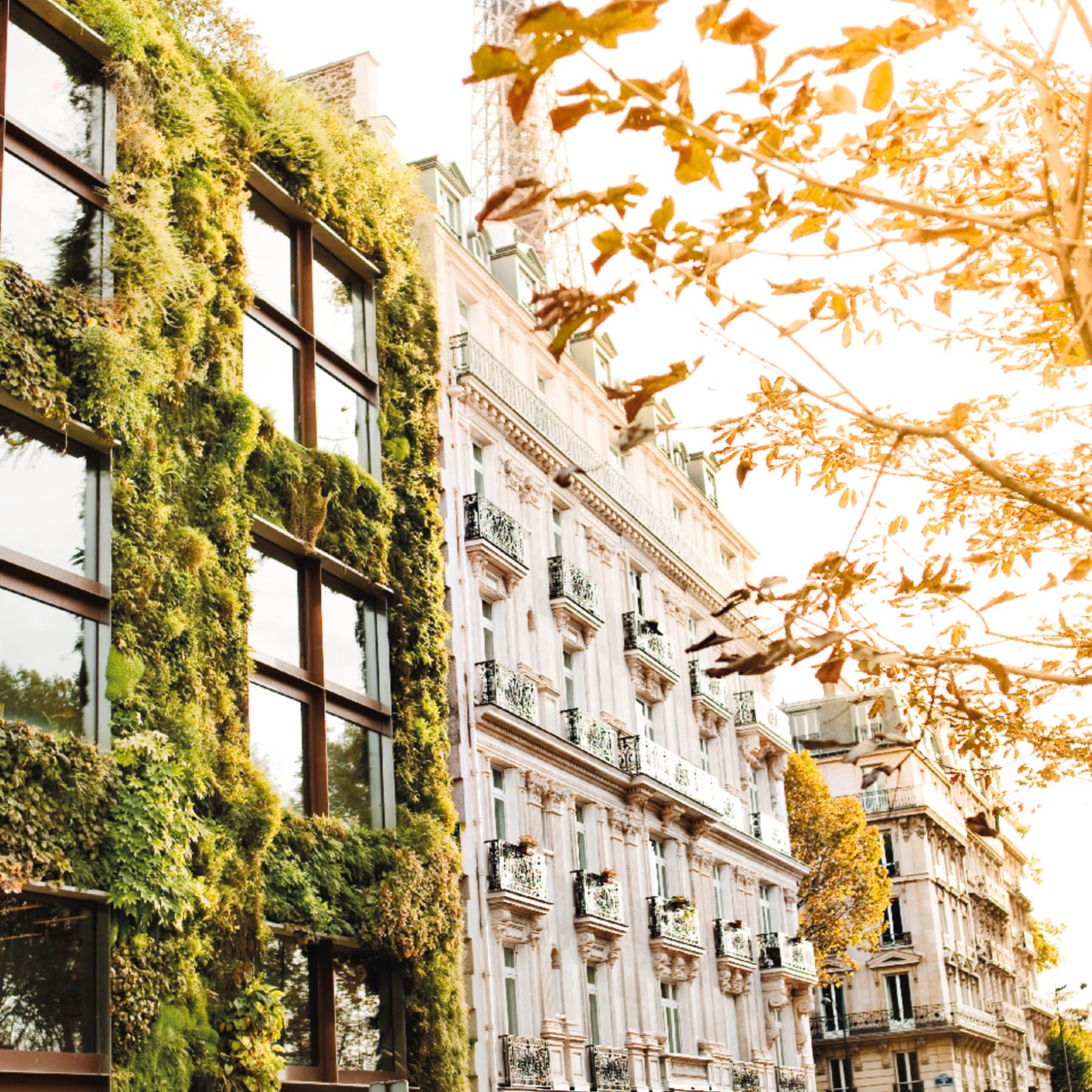 Bild einer Häuserfront, die teilweise begrünt ist.