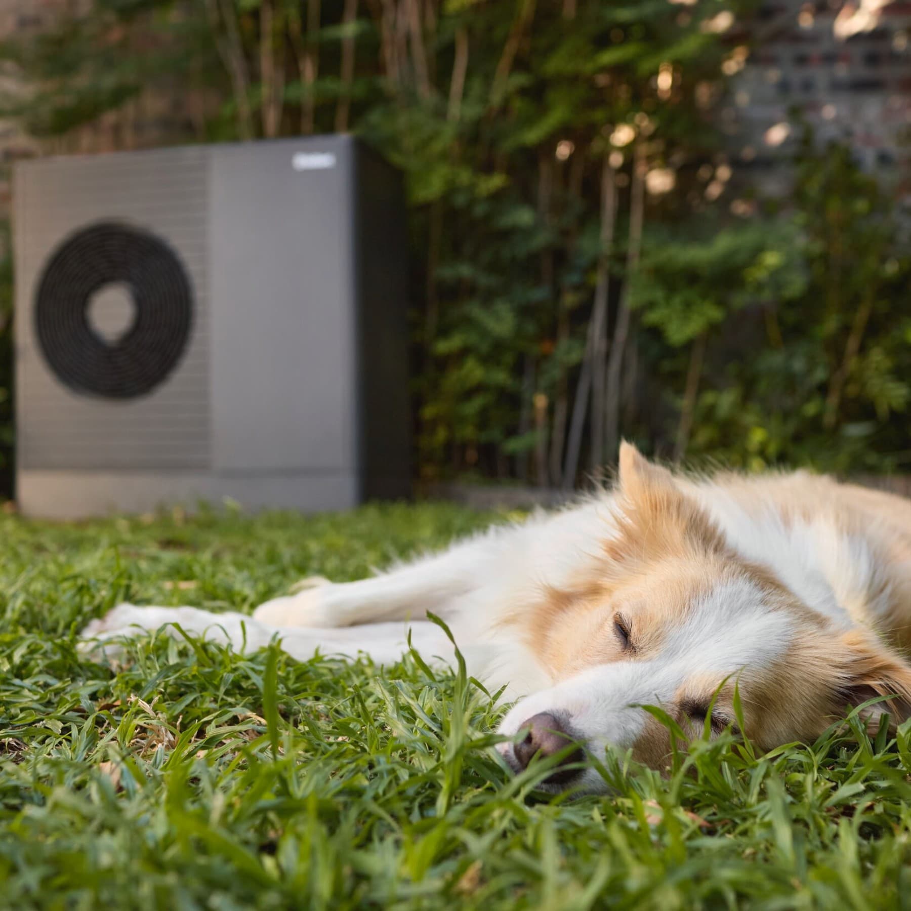 Hund schläft im Garten neben einer Luft-Wasser-Wärmepumpe aroTHERM plus von Vaillant