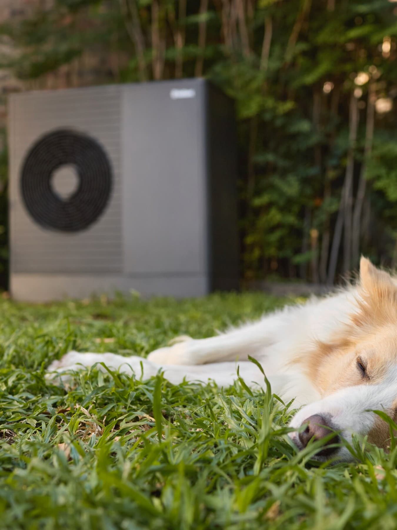 Hund schläft im Garten neben einer Luft-Wasser-Wärmepumpe aroTHERM plus von Vaillant